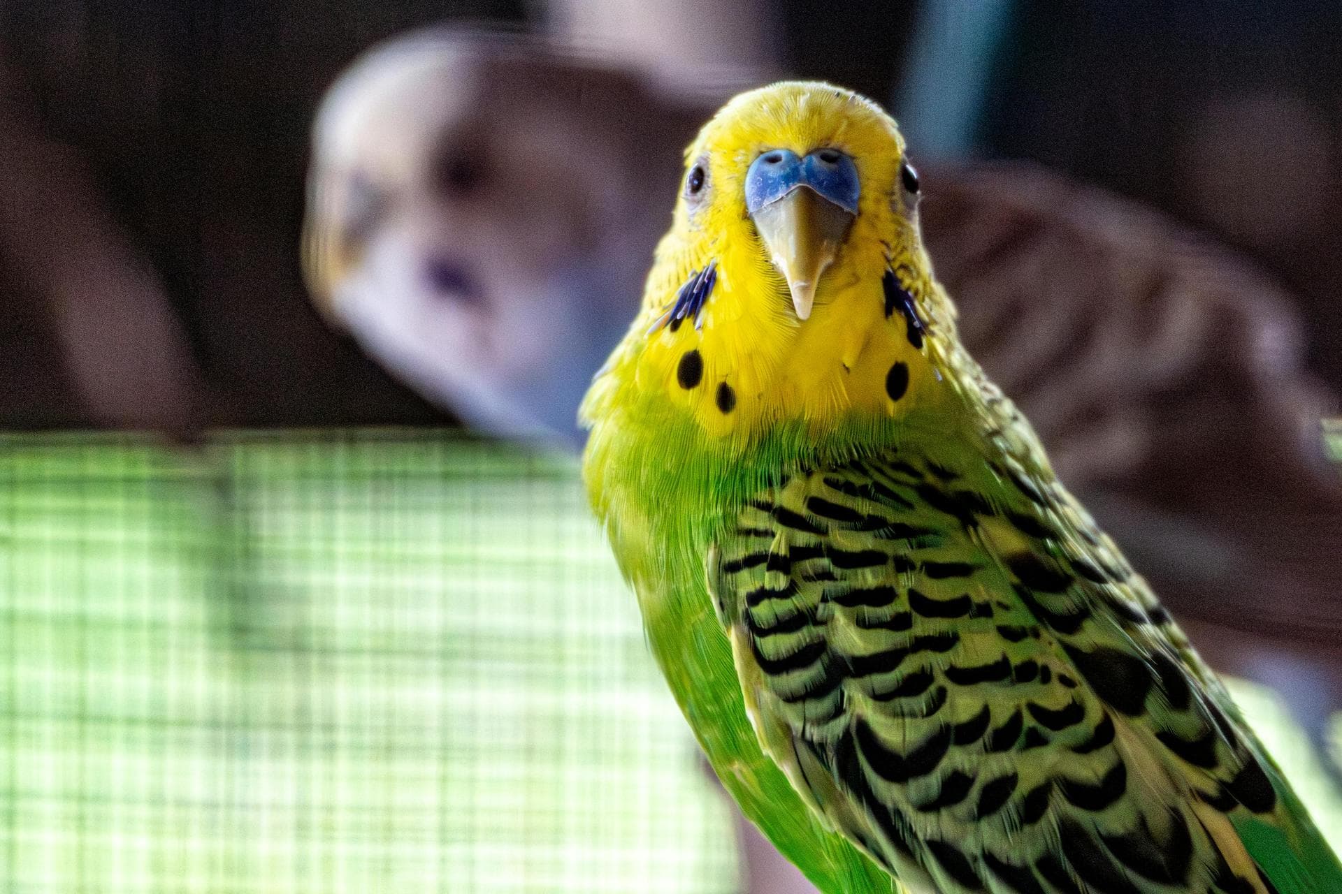 Farm & Large-Animal Vets near Barking